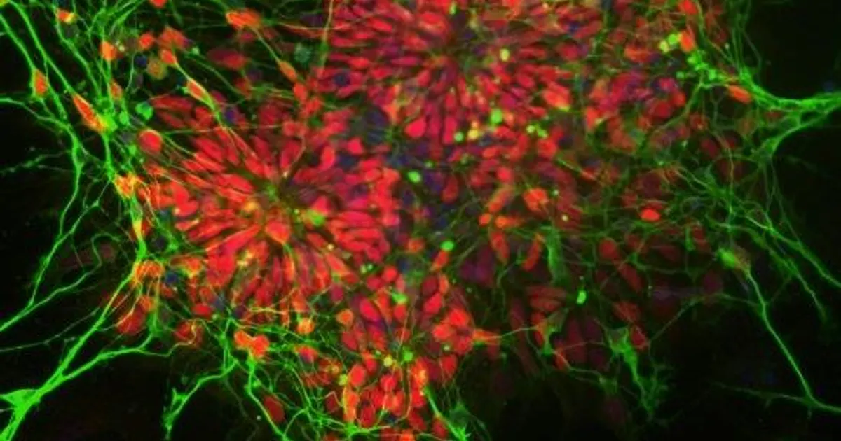 Dorothy Hodgkin Fellowship – image from The Royal Society
